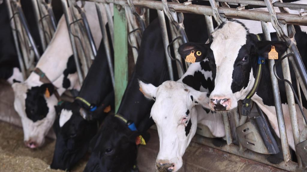 Recurso de una vaquería.