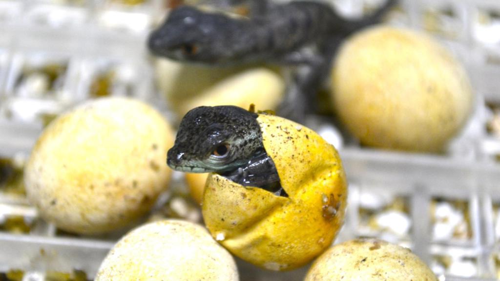 Basiliscos, también conocidos como lagartos Jesús.