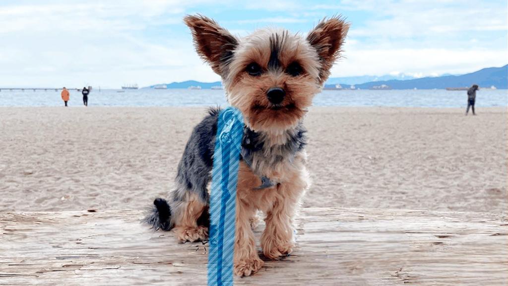 Así es el borrado mágico de Windows Photos