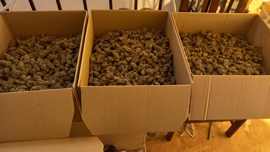 Cogollos incautados.