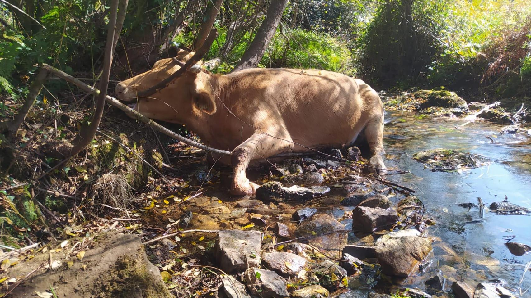 Una vaca muerta arrojada en un afluente del río Coroño.