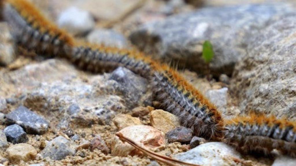 Orugas procesionarias en una imagen de archivo.