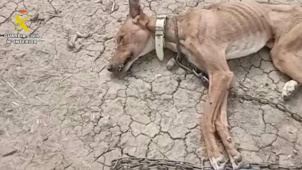 Estado en el que se encontraron los agentes de la Guardia Civil a uno de los animales.