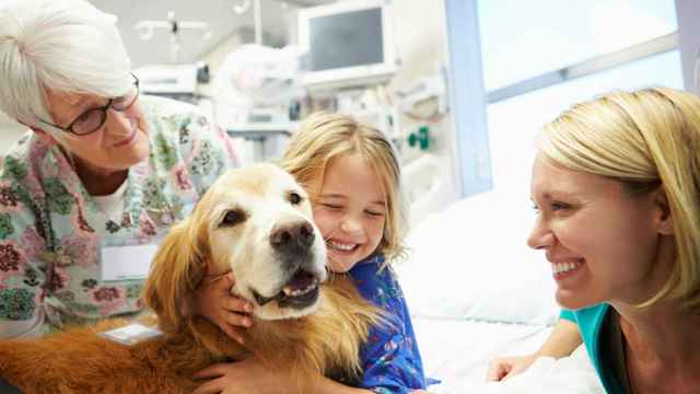 Imagen de un perro acompañando a una niña en un hospital.