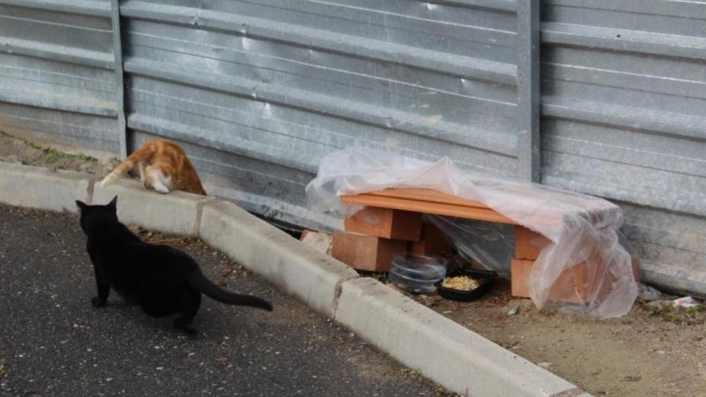 Gatos callejeros de Torrijos (Toledo).