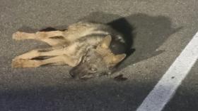 El lobo atropellado en Palencia