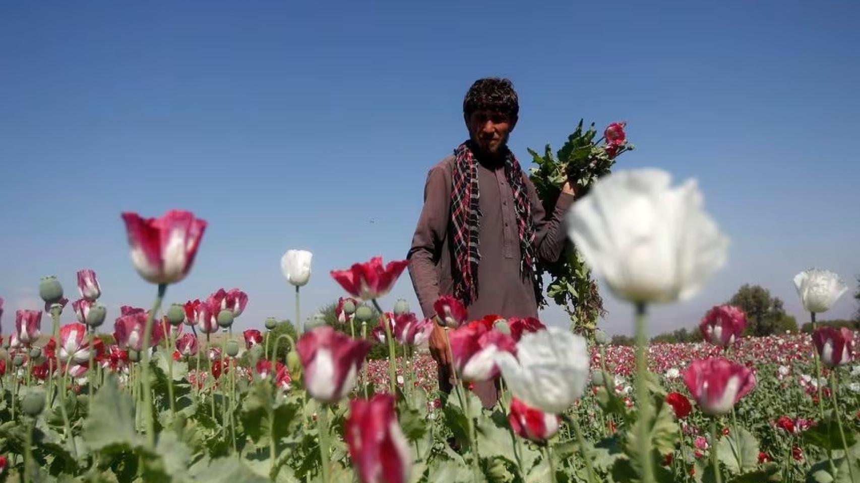 Imagen de archivo de un hombre afgano trabajando en un campo de amapolas, 20 de abril de 2016.