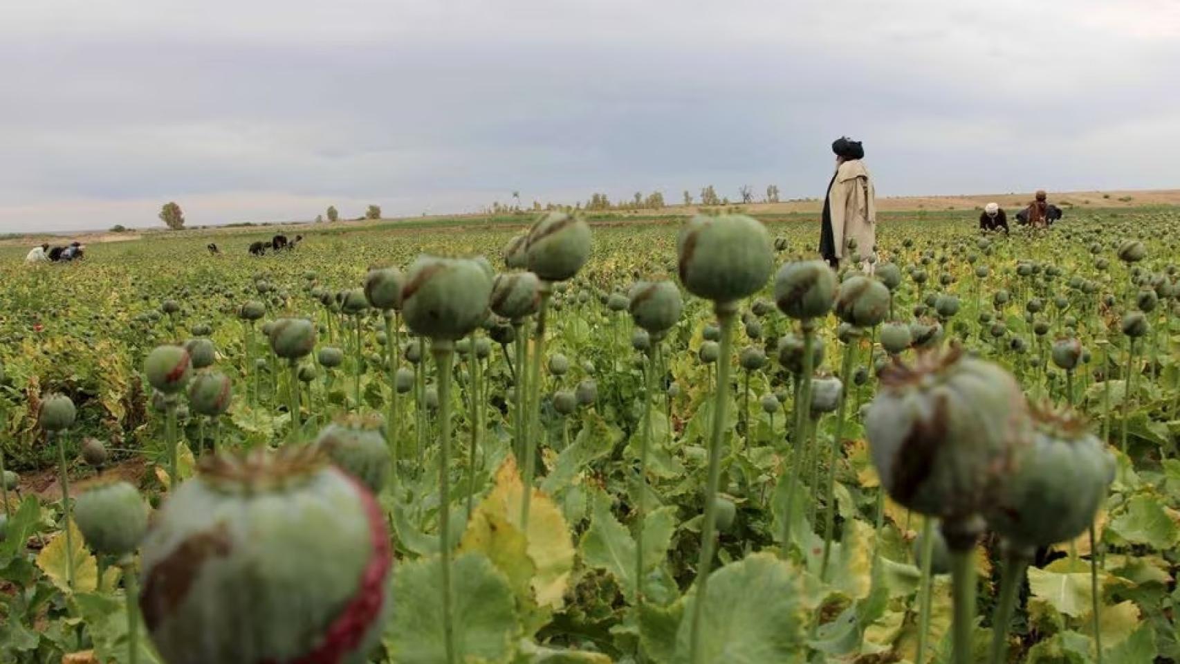 Imagen de archivo de un hombre afgano caminando por un campo de amapolas, 8 de abril de 2016.