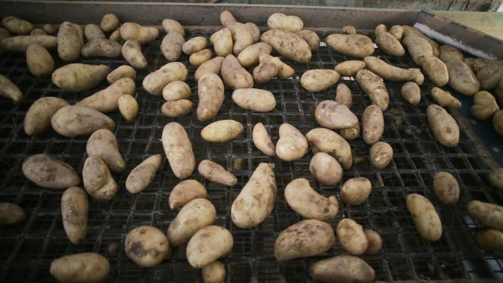 Patatas afectadas por la plaga de la polilla guatemalteca.