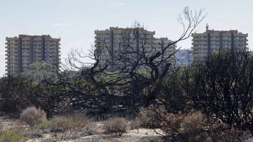 Vista general desde la última zona quemada.