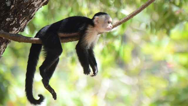 Un mono capuchino.