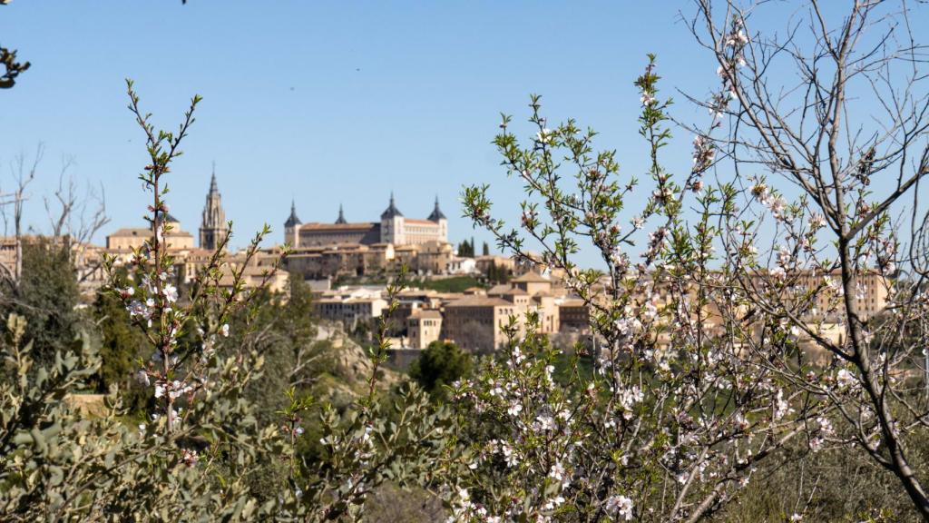 Almendro silvestres en flor, con Toledo al fondo.