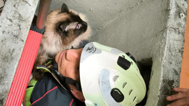 Un bombero rescata a un gato en A Coruña