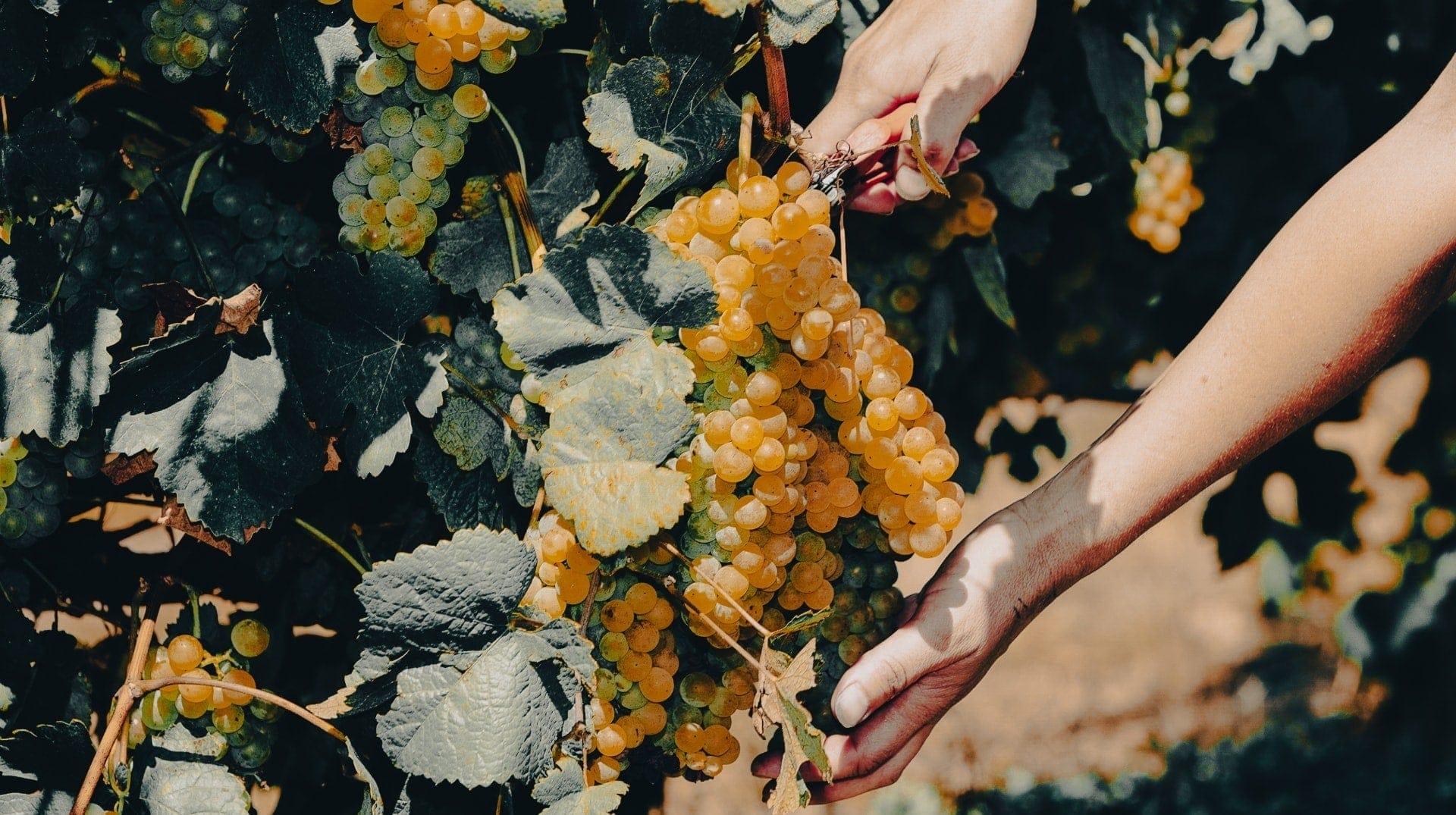 La D.O. Rías Baixas firmó una de sus mejores vendimias de la historia en 2023. Fuente: D.O Rías Baixas.