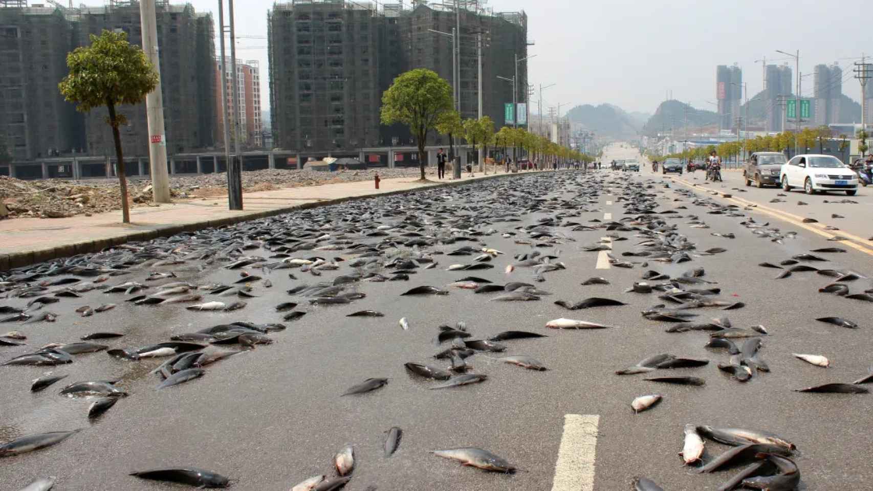 Miles de kilos de bagre esparcidos por una carretera en Kaili, provincia china de Guizhou.