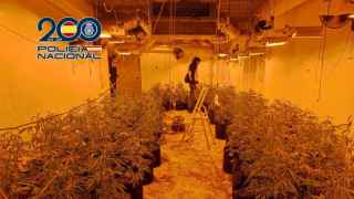 Desmantelada una plantación de marihuana en varios chalets de lujo de la provincia de Alicante