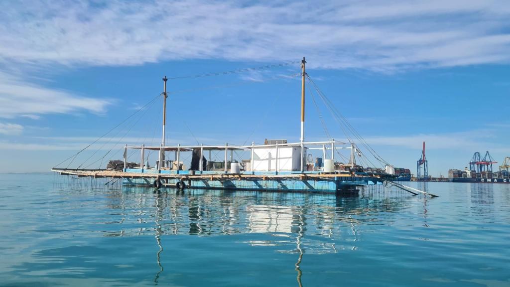 La batea San Mateo, hogar de las 'Perles de Valencia'.