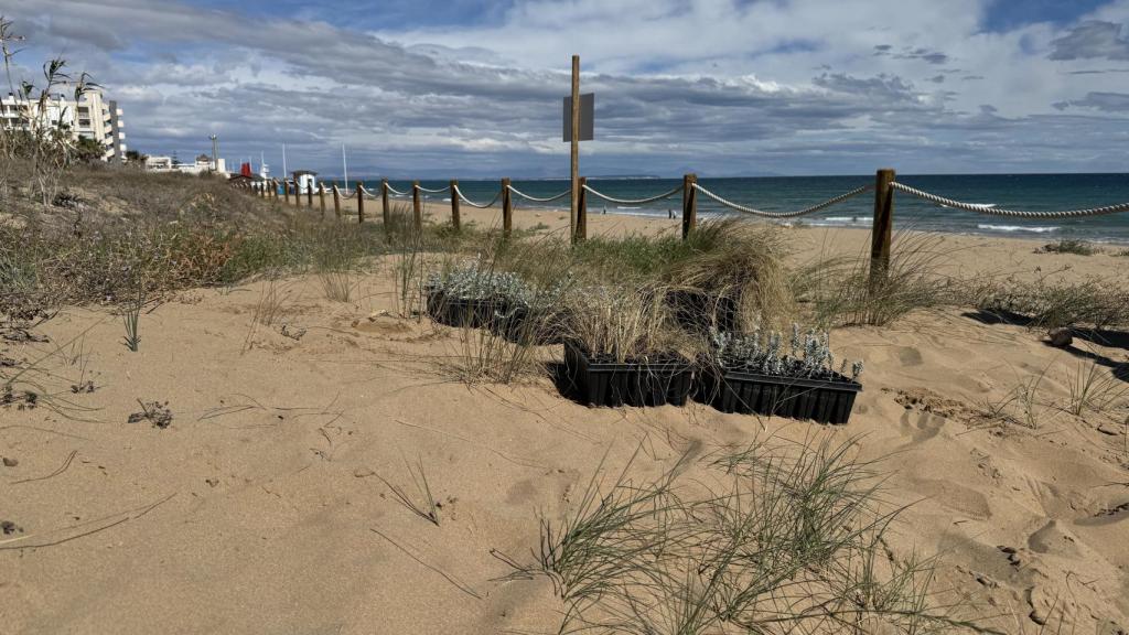 Ejemplares de las especies que se han plantado en las dunas de Torrevieja.