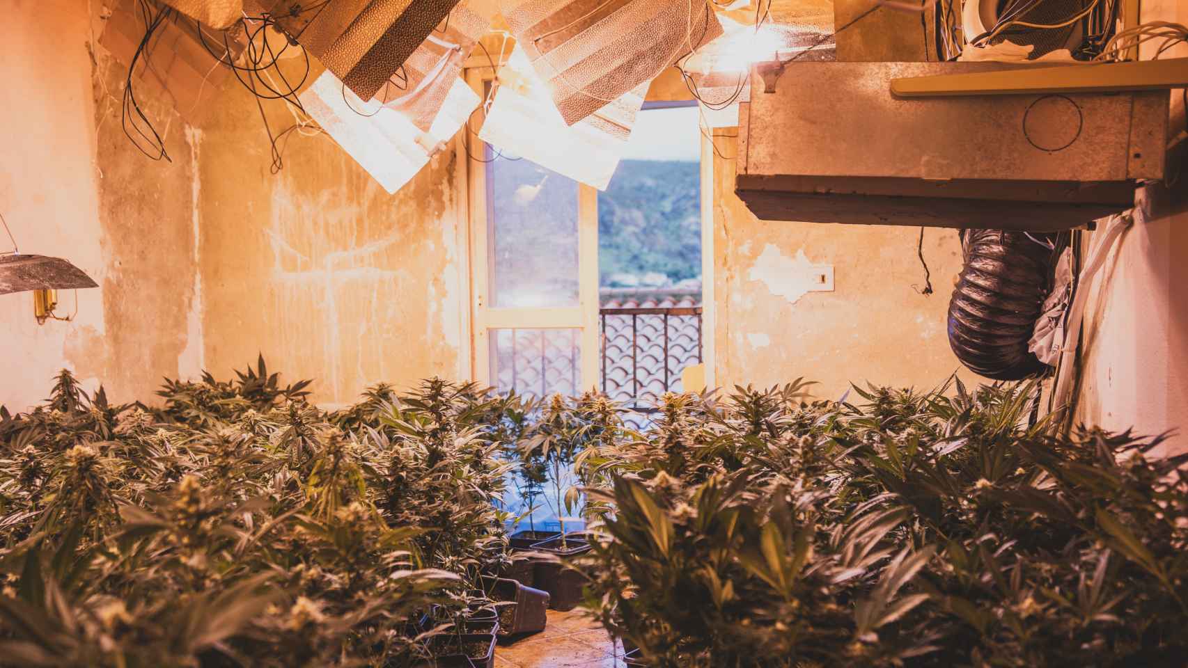 Focos para cultivar marihuana en un narcopiso en Loja (Granada).