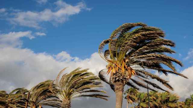 El viento golpeando contra una palmeras en Alicante.