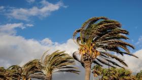 El viento golpeando contra una palmeras en Alicante.