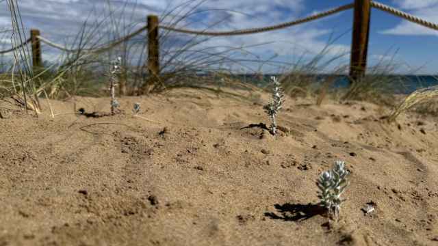 Las especies amenazadas que se han plantado en las dunas de Torrevieja.