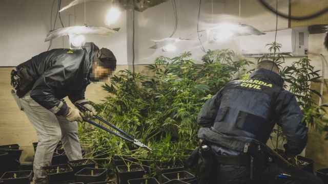 Dos agentes de la Guardia Civil se incautan de una plantación de marihuana en una vivienda en Loja.