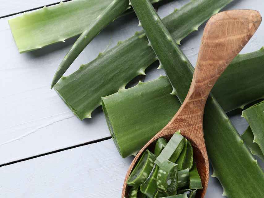 Aloe vera en hojas y cortado en una cuchara de madera.