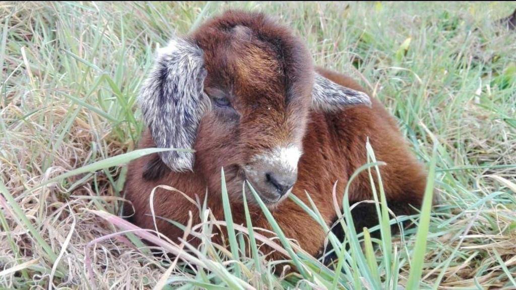 La primera cría de cabra guisandesa en la provincia de Ávila