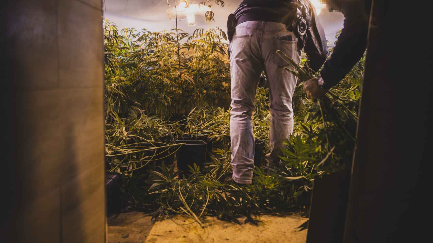 Un agente corta marihuana en una vivienda en Loja (Granada).
