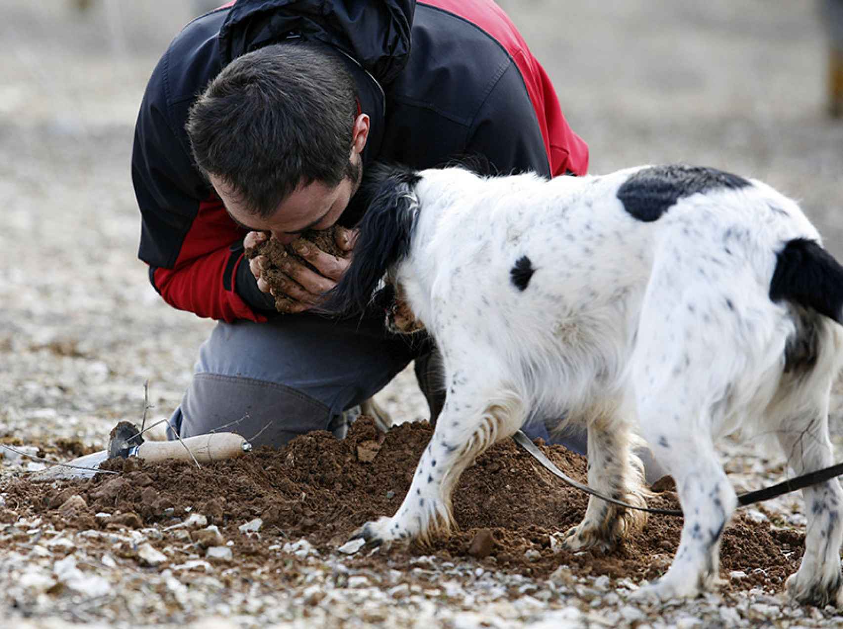 Un hombre junto a un perro buscando trufas negras en Soria