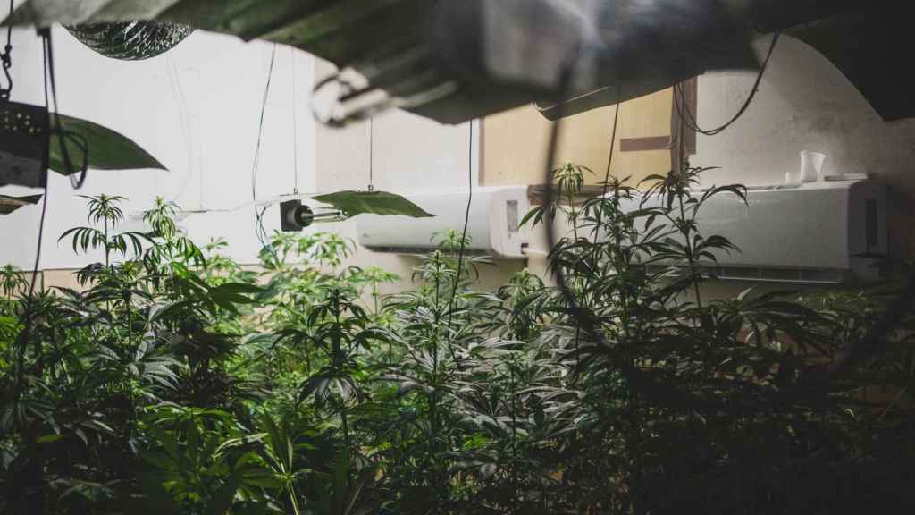 Plantación de marihuana 'indoor'.