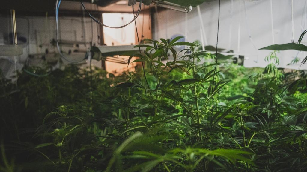 Una de las plantaciones 'indoor' intervenidas aquella mañana