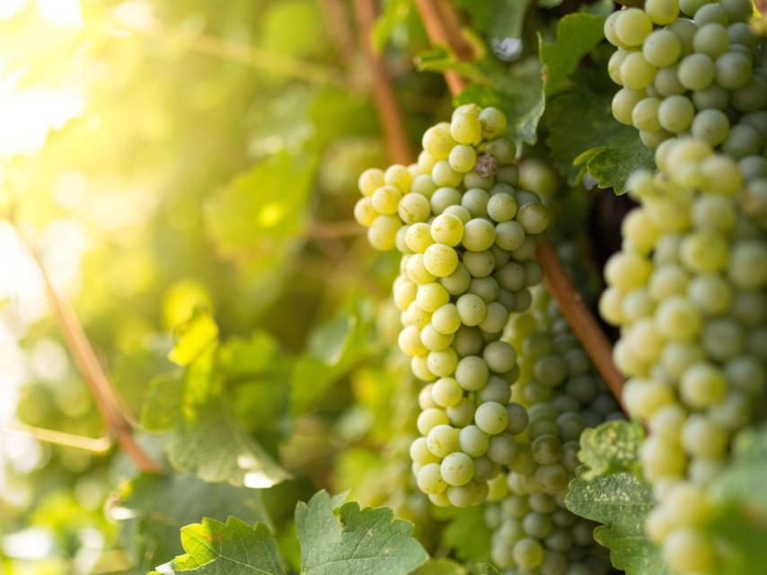 Uvas sauvignon blanc