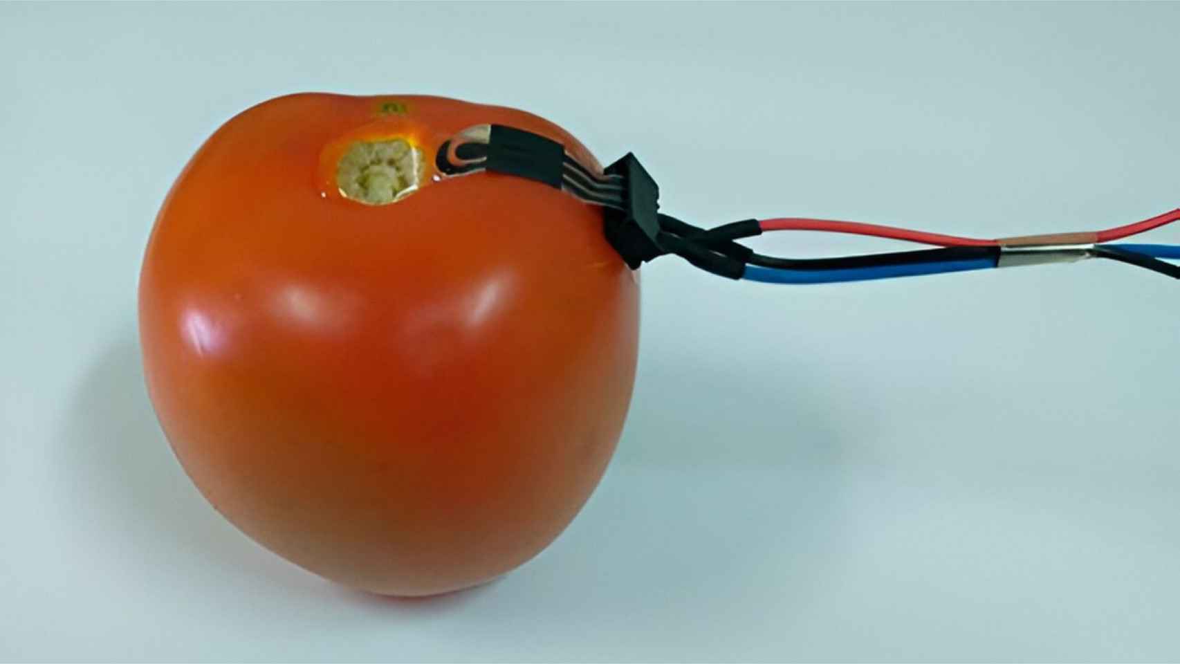 Un tomate con el sensor biodegradable y los electrodos conectados