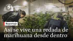 Dentro de una redada de 1200 plantas de marihuana