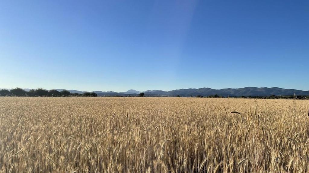 Saludable, de origen nacional y rico en fibras, así es el cereal que ofrece infinitas posibilidades