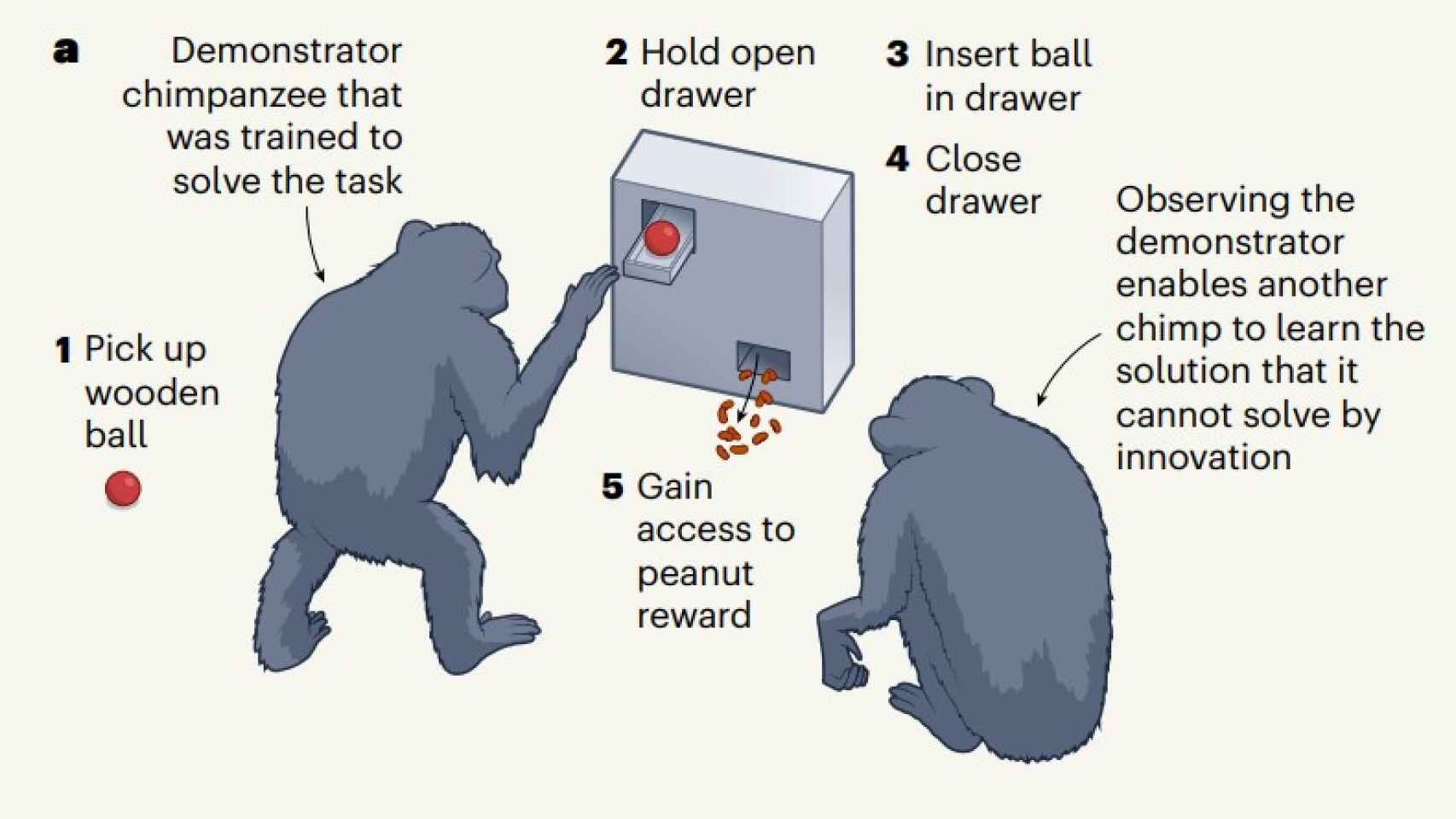Demostración de la caja-puzle que los chimpancés debían aprender a solucionar.