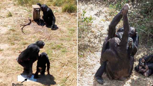 Comportamiento altruista (apretar un botón para que otro beba) y transmisión cultural (palma con palma) entre chimpancés.