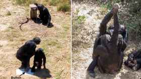 Comportamiento altruista (apretar un botón para que otro beba) y transmisión cultural (palma con palma) entre chimpancés.