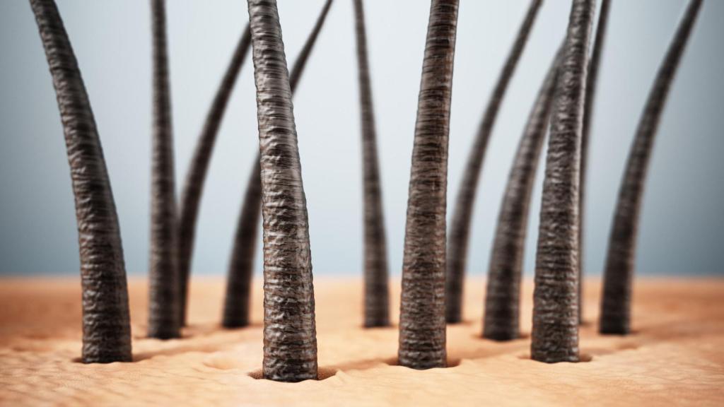 Mechones de cabello humano bajo el microscopio.