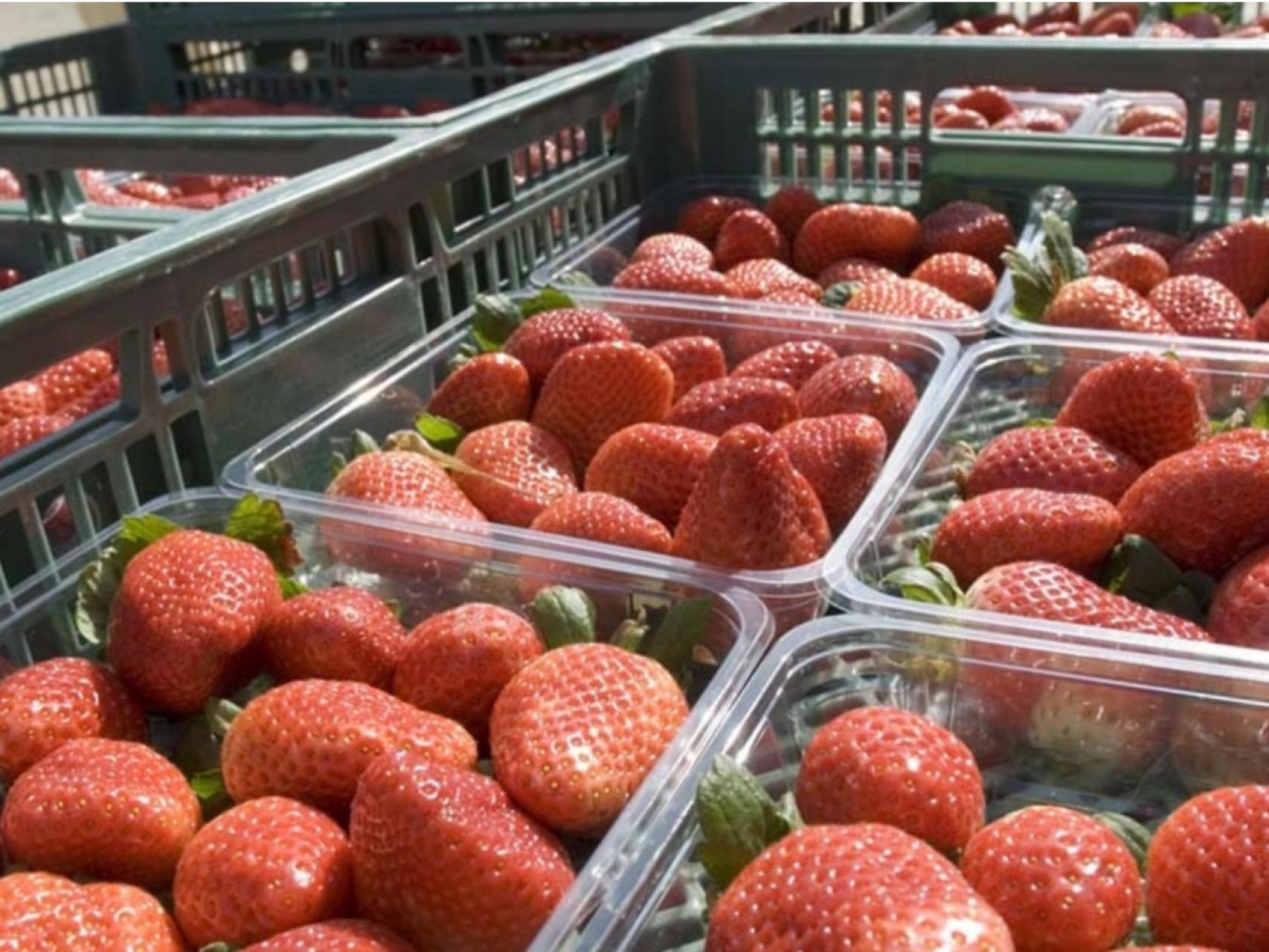 Qué puede ocurrirme si como las fresas de Marruecos con hepatitis A regadas  con aguas fecales