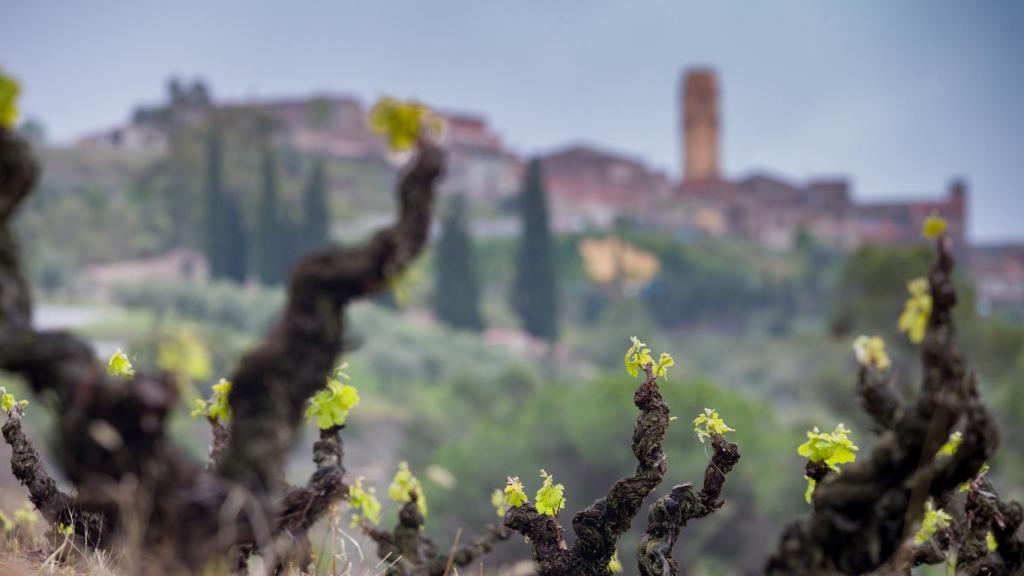 Primavera en El Priorat.
