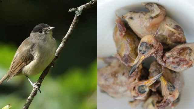 Las currucas capirotadas es uno de los pájaros que se utiliza como ingrediente para el plato chipriota 'ambelopoulia'.