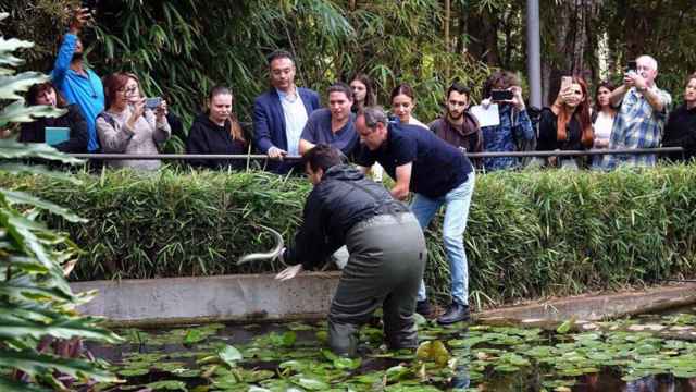 Instantánea del momento en el que liberan las anguilas en el parque municipal de Tenerife.