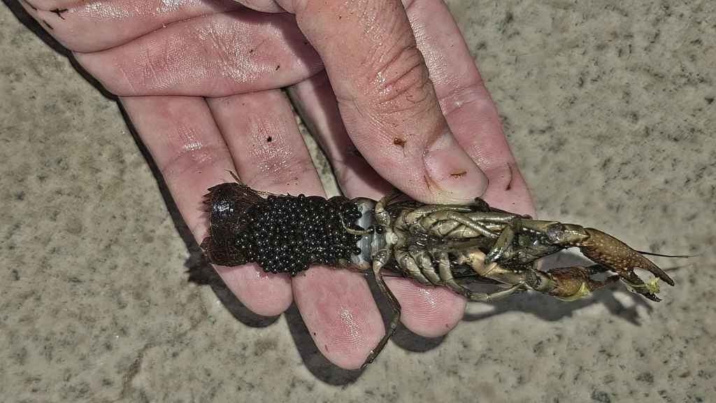 Uno de los ejemplares de cangrejo de río que han sido capturados en el parque tinerfeño.