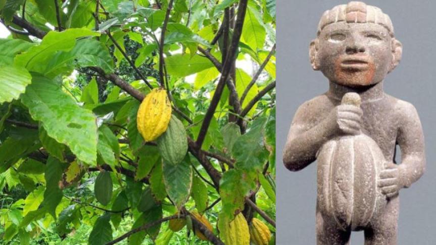 El ADN desvela el origen del cacao y el comercio de la América