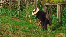 Una mujer trabaja la tierra en Galicia