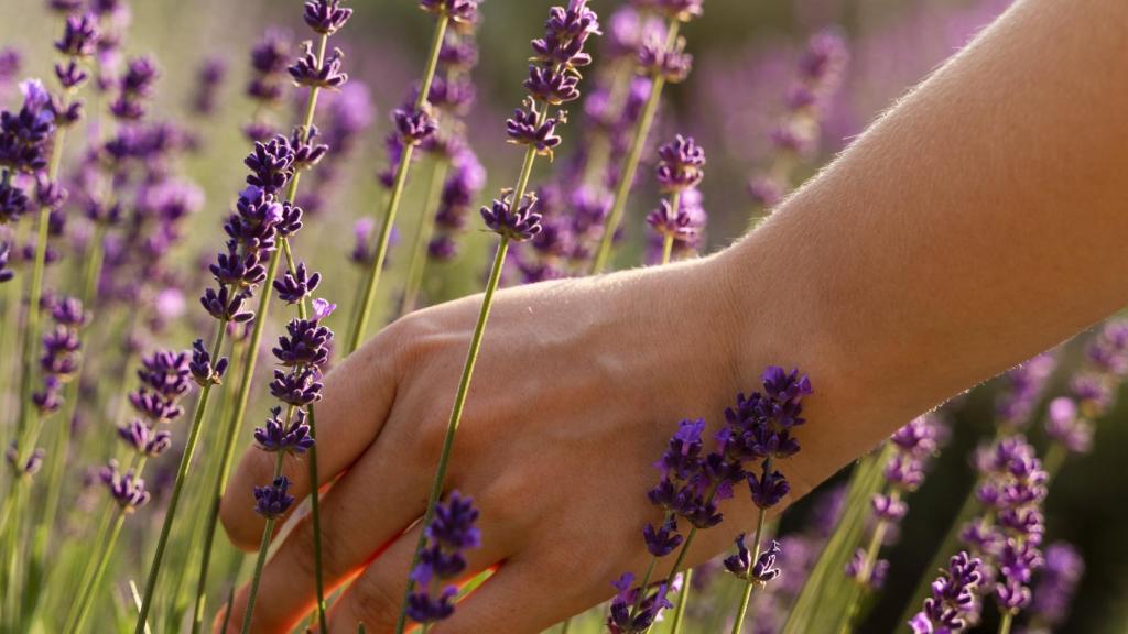 Mano bajo el sol cogiendo una flor de lavanda.