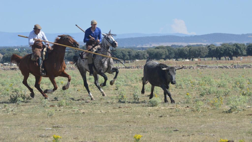 Faenas de acoso y derribo en la Finca Hernamos Valverde en Horcajo Medianero